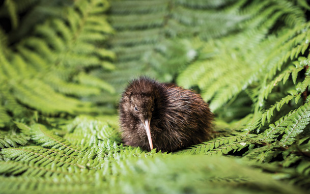 Kiwi chick resting on native fern leaves 