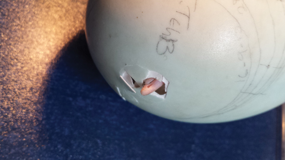 Kiwi egg hatching